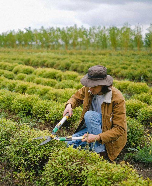 Asesoramiento técnico agrícola