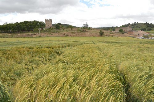 Servicios agrícolas en Valladolid