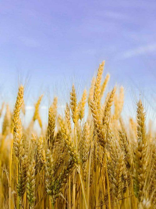 Tienda de productos agrícolas para el cultivo