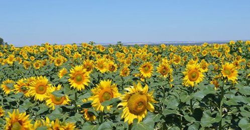 Productos agropecuarios en Valladolid